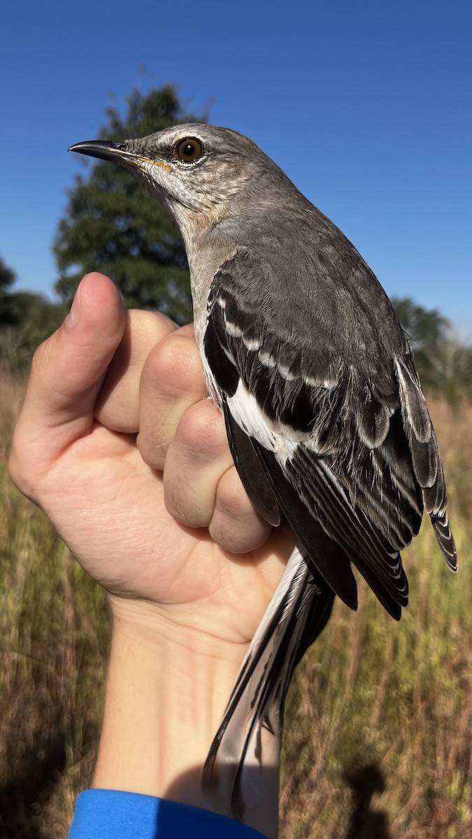 Northern Mockingbird - ML643062217