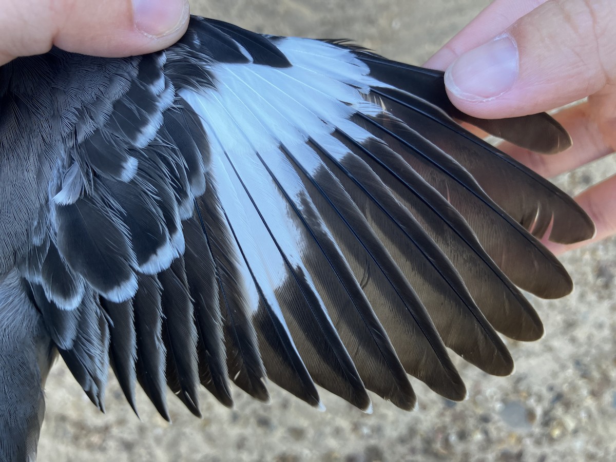 Northern Mockingbird - ML643062218
