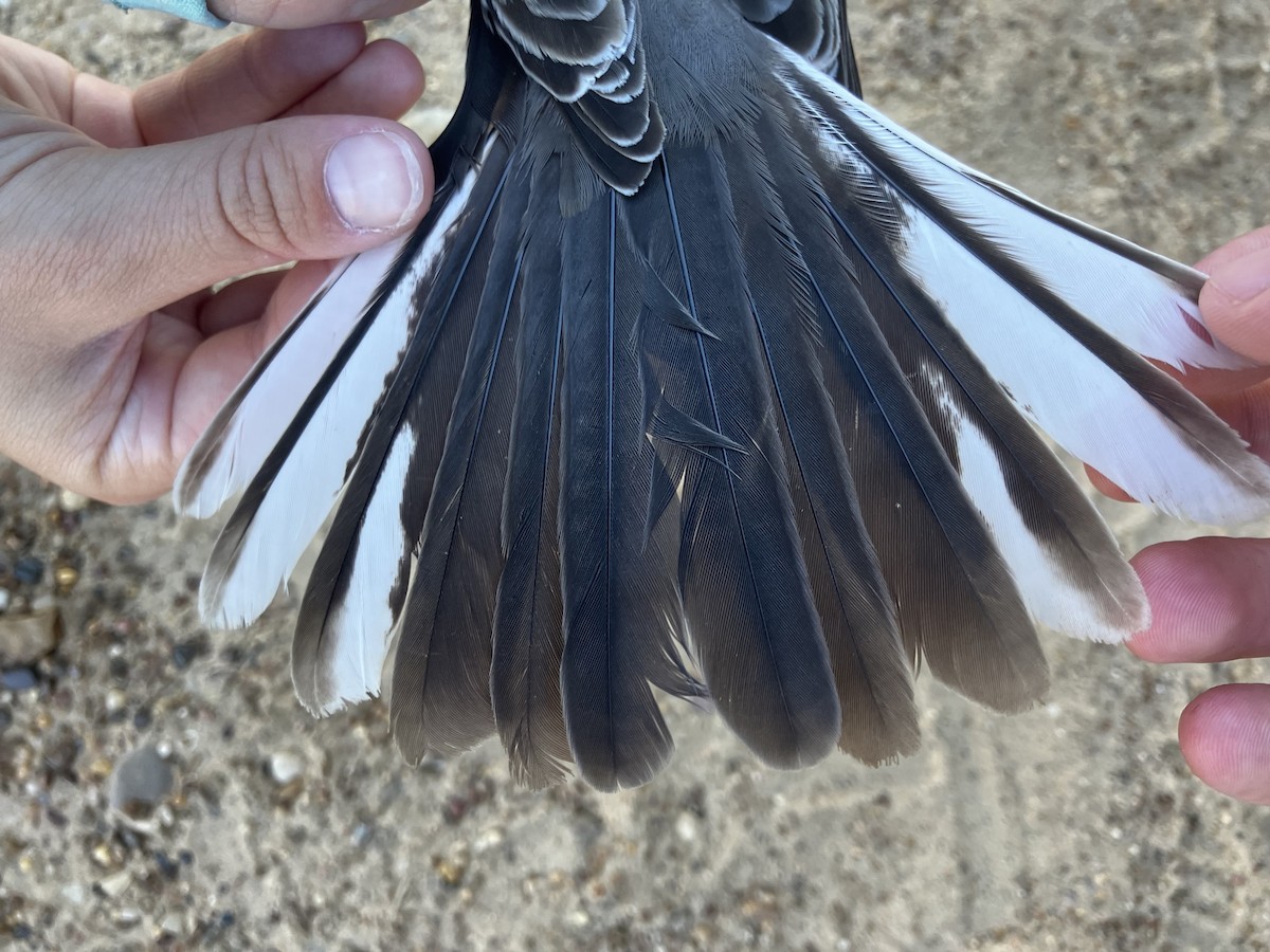 Northern Mockingbird - ML643062219
