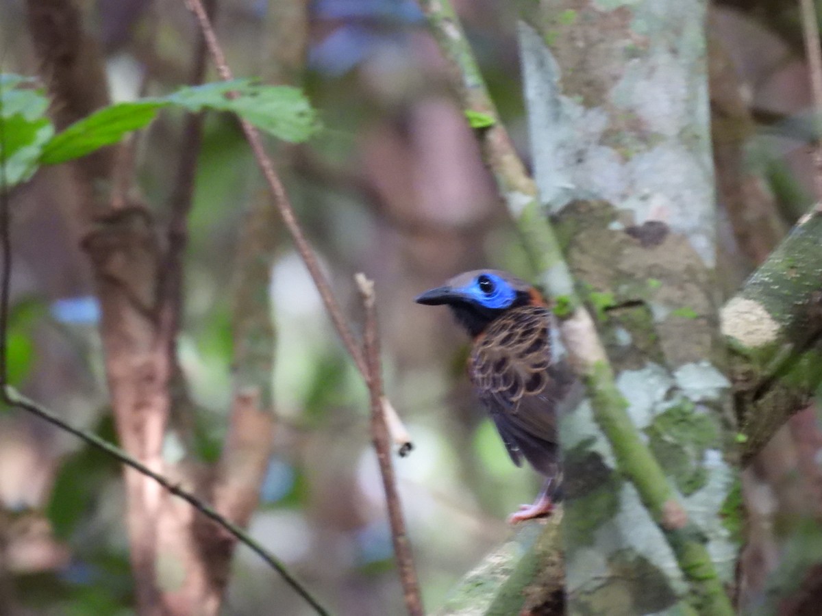 Ocellated Antbird - ML643062220