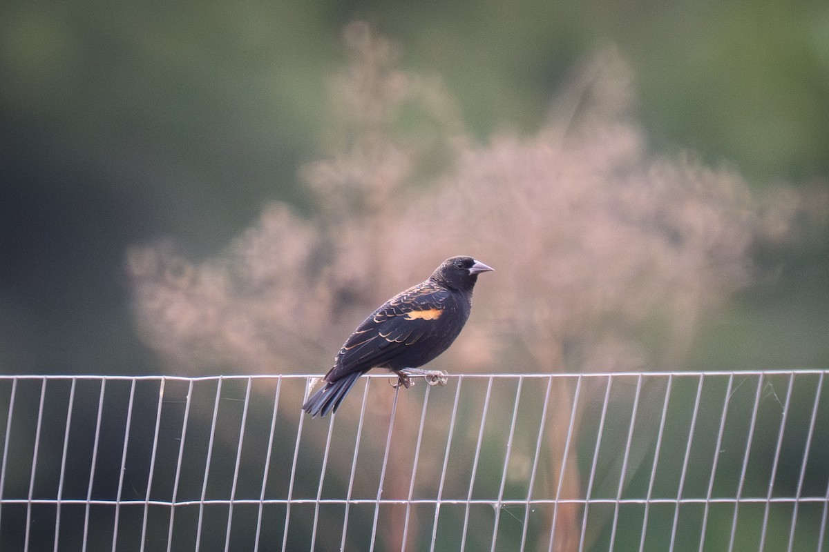 Red-winged Blackbird - ML643062241