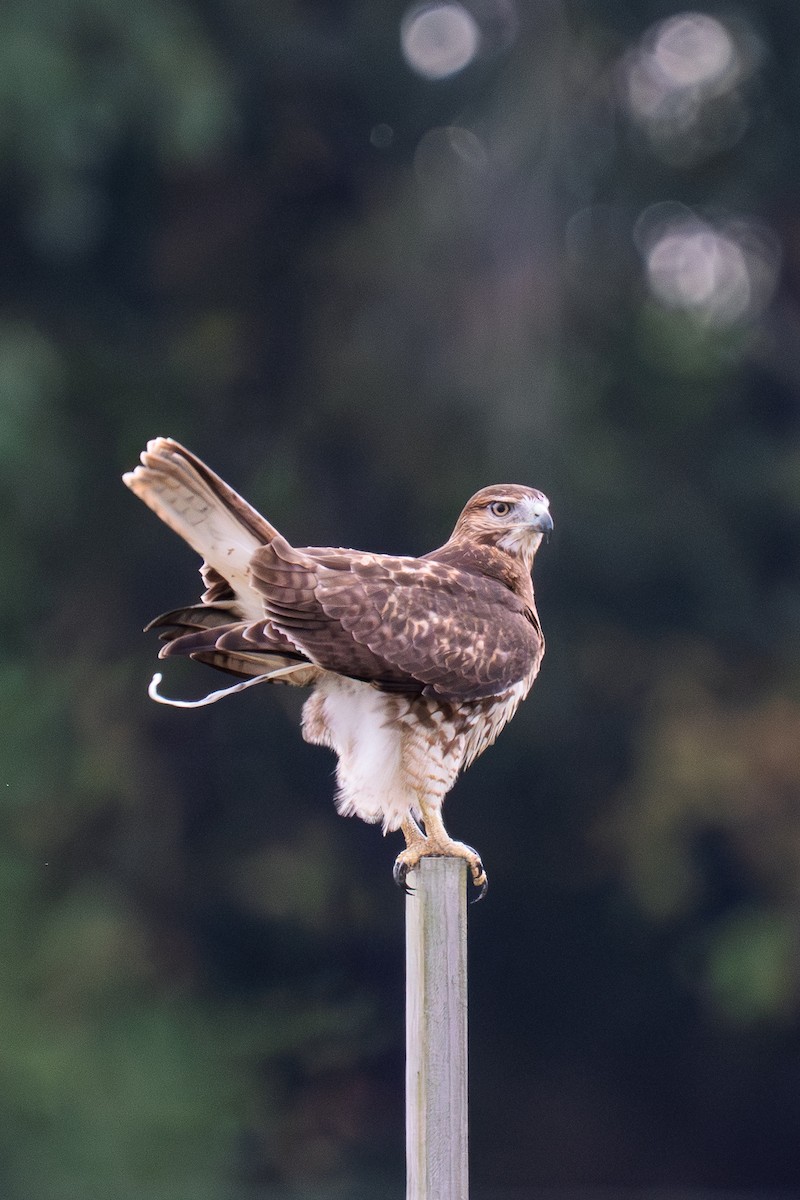 Red-tailed Hawk - ML643062249