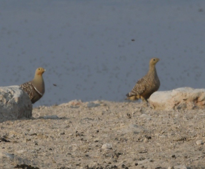 Namaqua Sandgrouse - ML643062257