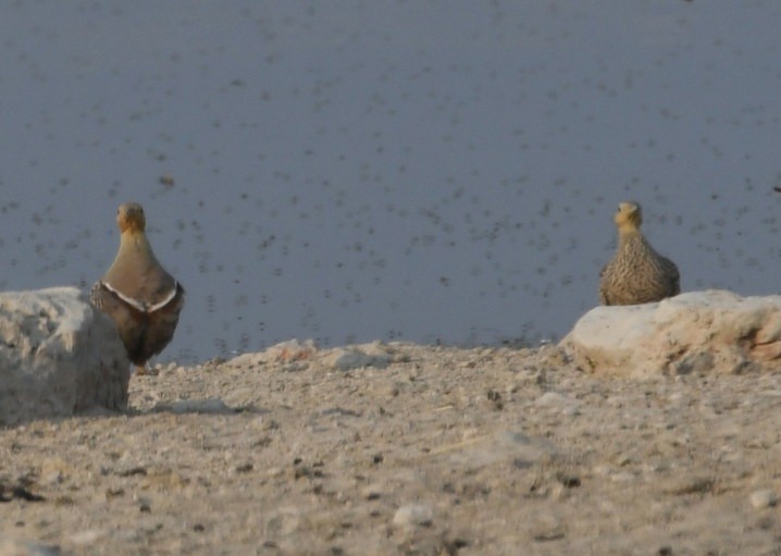 Namaqua Sandgrouse - ML643062266