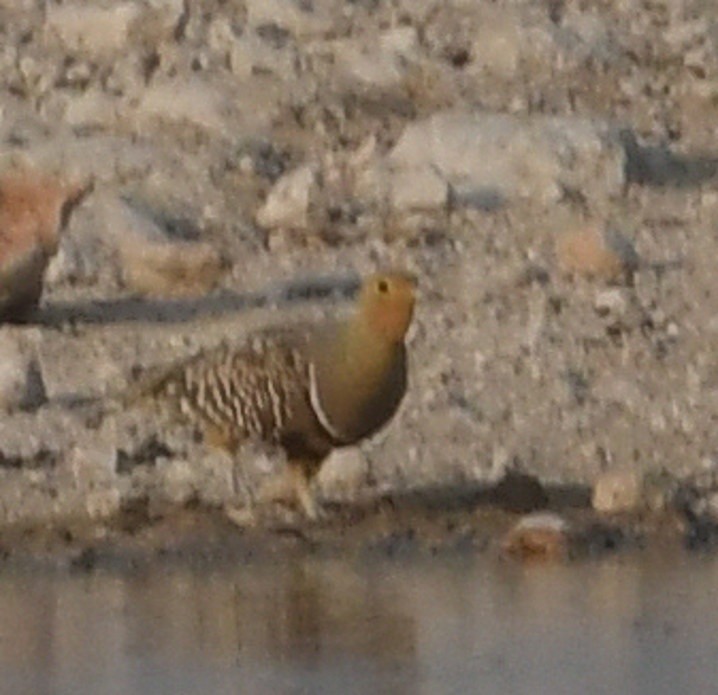 Namaqua Sandgrouse - ML643062272