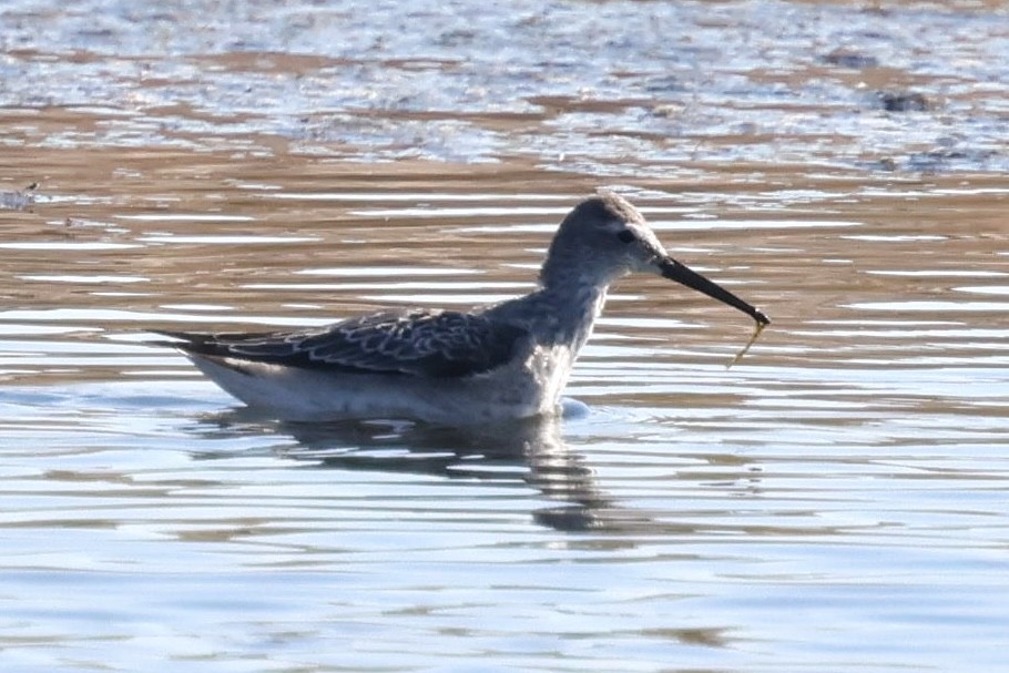 Stilt Sandpiper - ML643062288