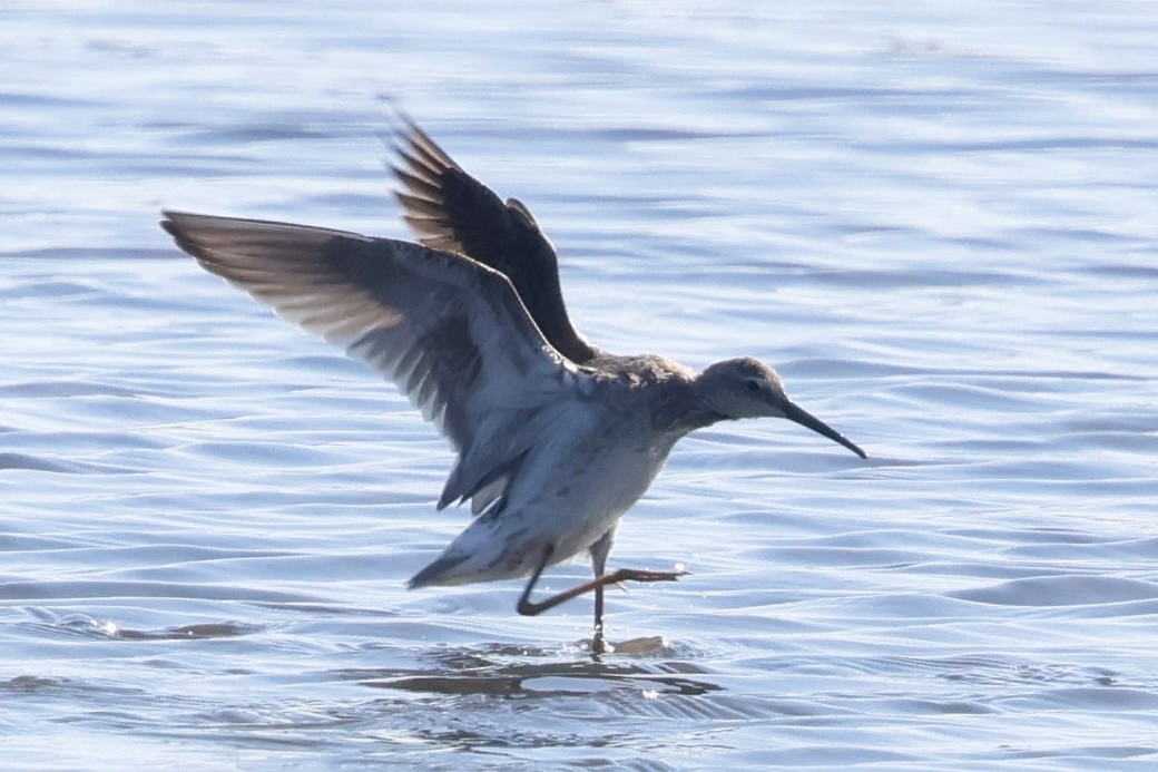 Stilt Sandpiper - ML643062289