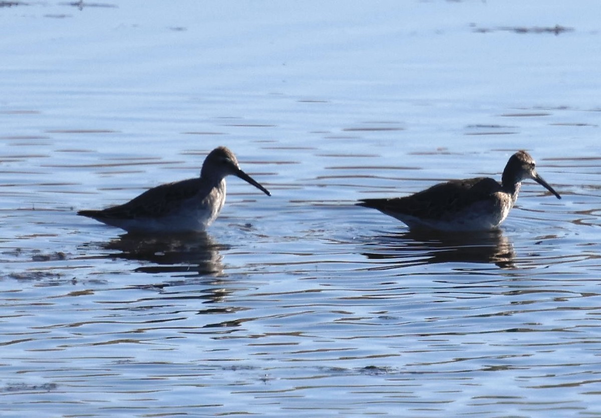Stilt Sandpiper - ML643062290