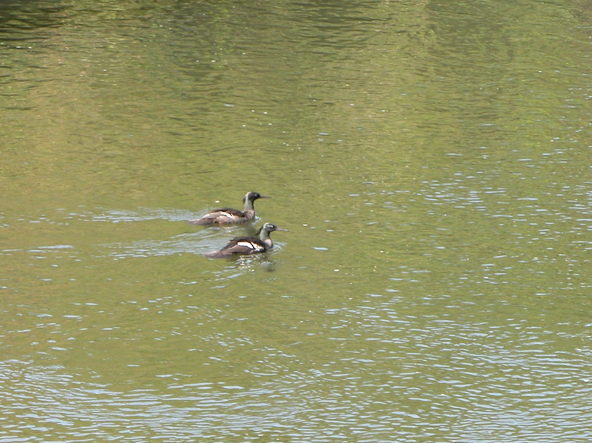 Brazilian Merganser - ML643062291