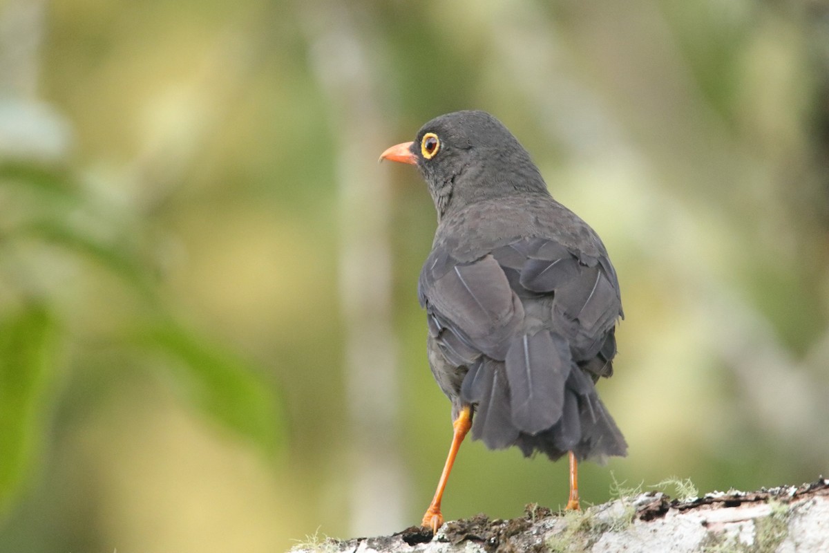Great Thrush - ML643062293