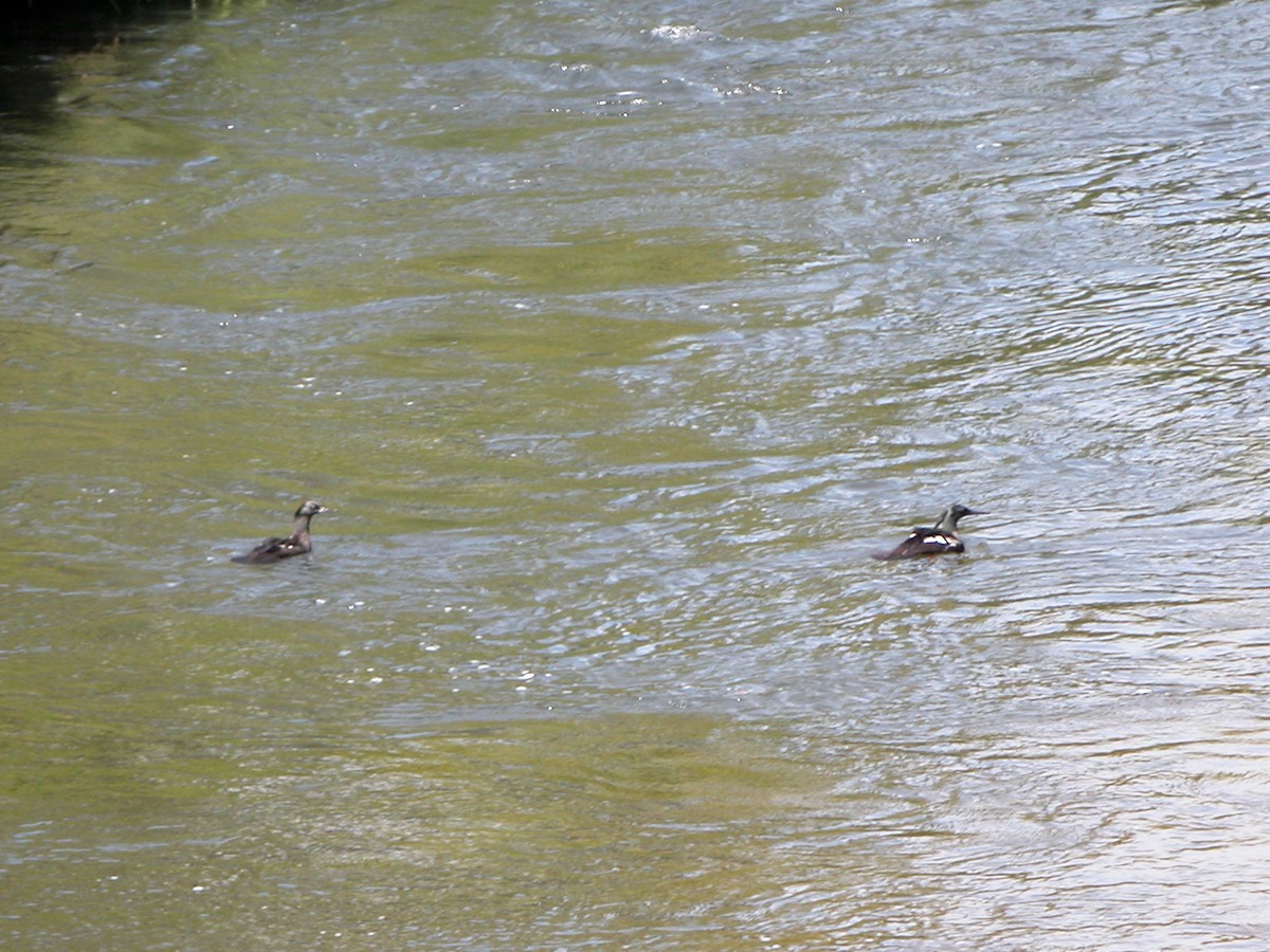 Brazilian Merganser - ML643062297