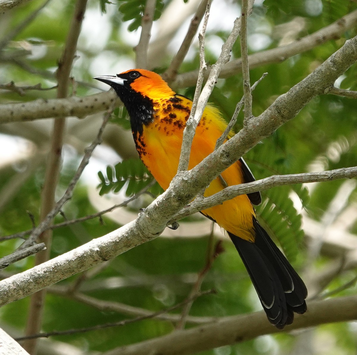 Spot-breasted Oriole - ML643062321