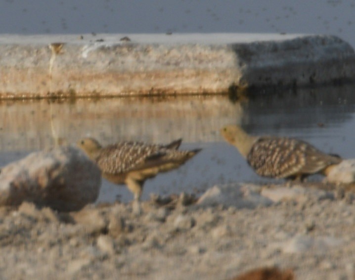 Namaqua Sandgrouse - ML643062325