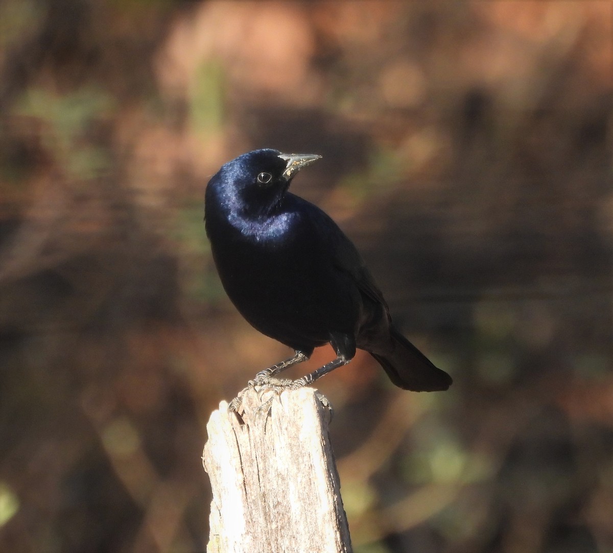 Shiny Cowbird - ML643062333