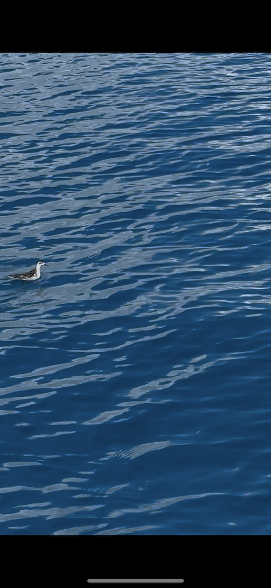Red-necked Phalarope - ML643062341