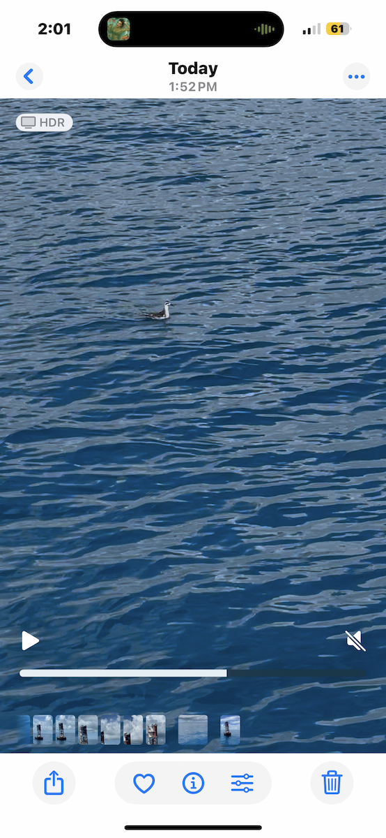 Red-necked Phalarope - ML643062342