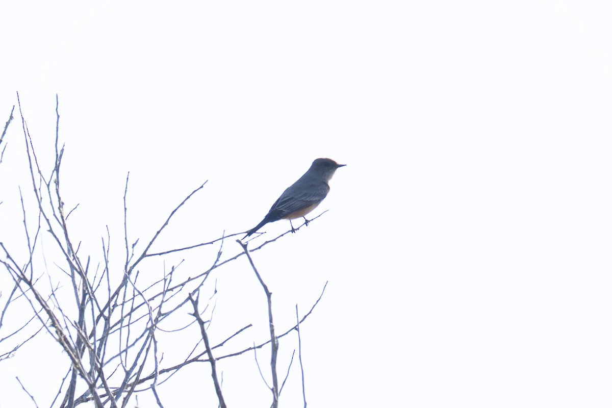 Say's Phoebe - ML643062359