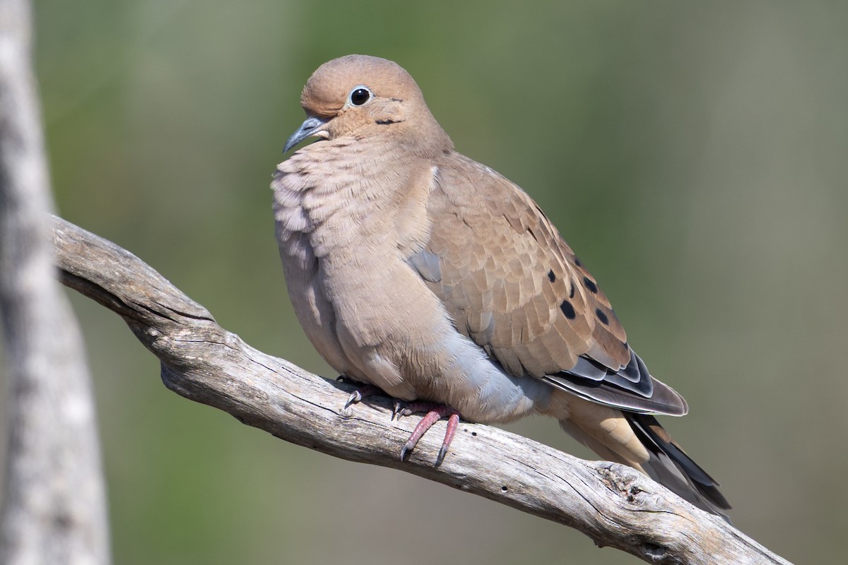 Mourning Dove - ML643062368