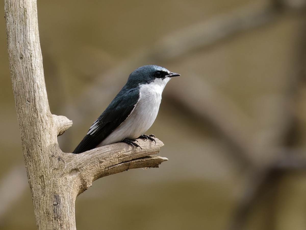 Mangrove Swallow - ML643062378
