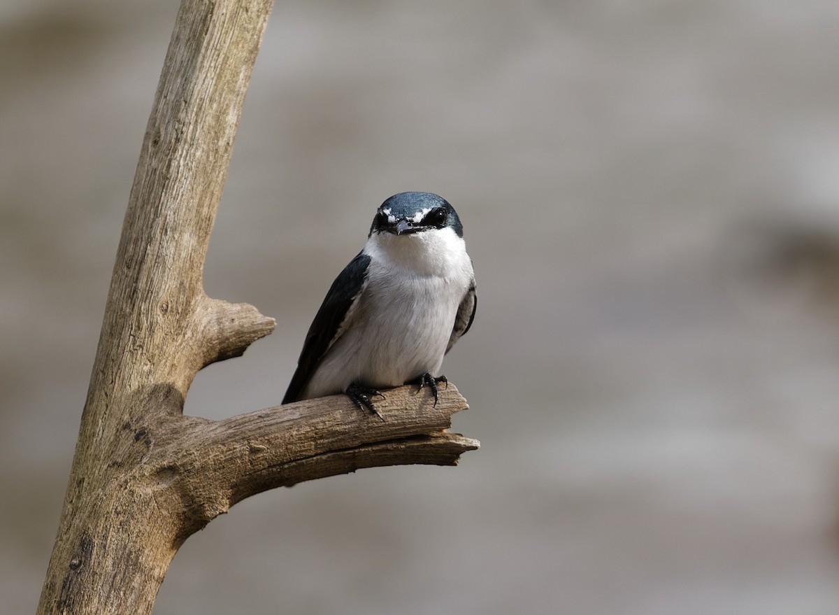 Mangrove Swallow - ML643062383