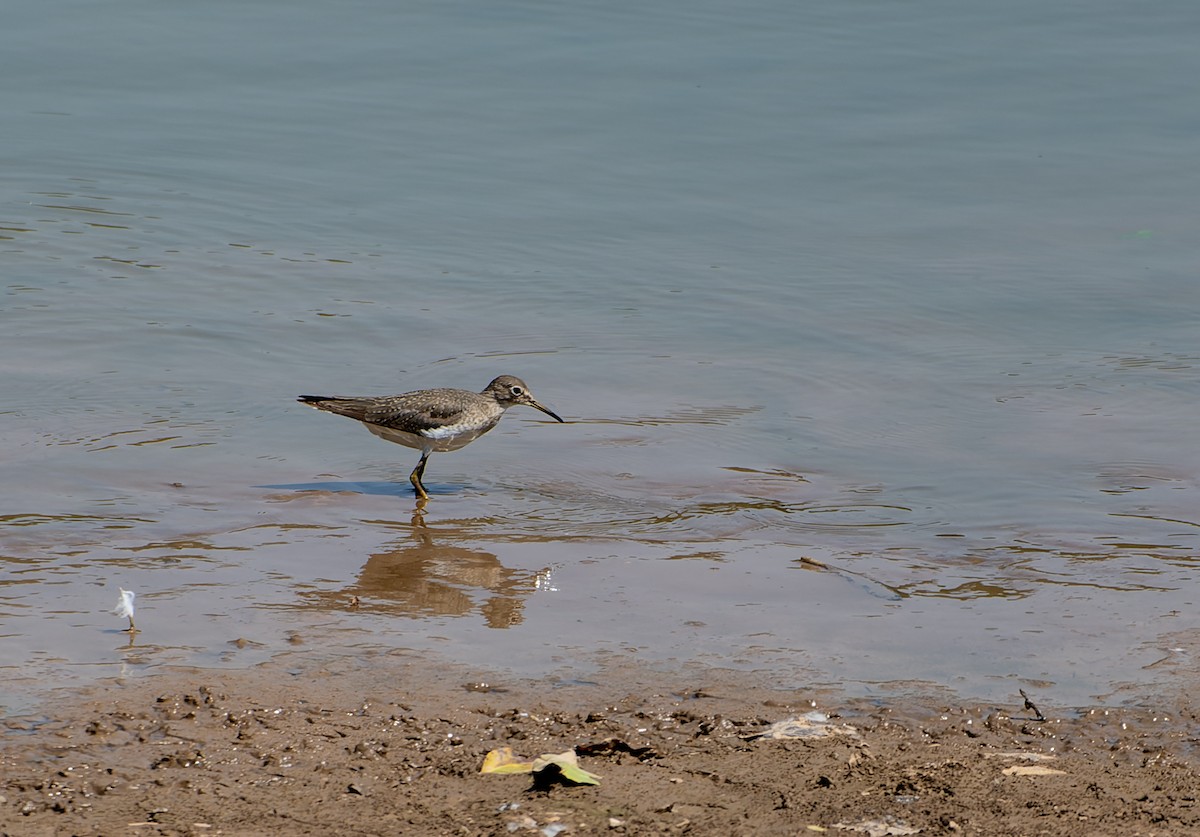 Solitary Sandpiper - ML643062392
