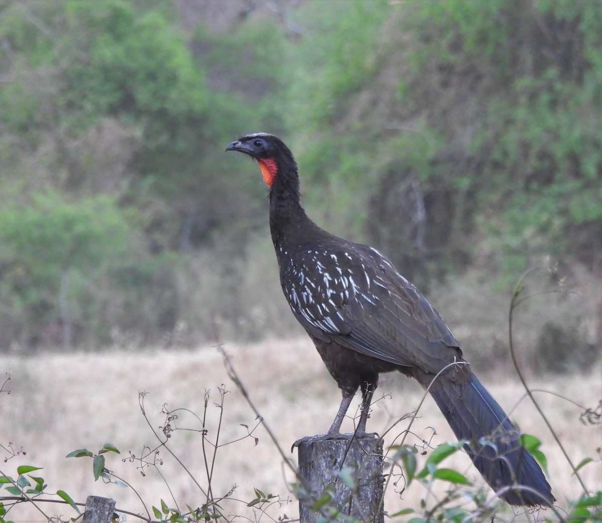 Yungas Guan - ML643062393