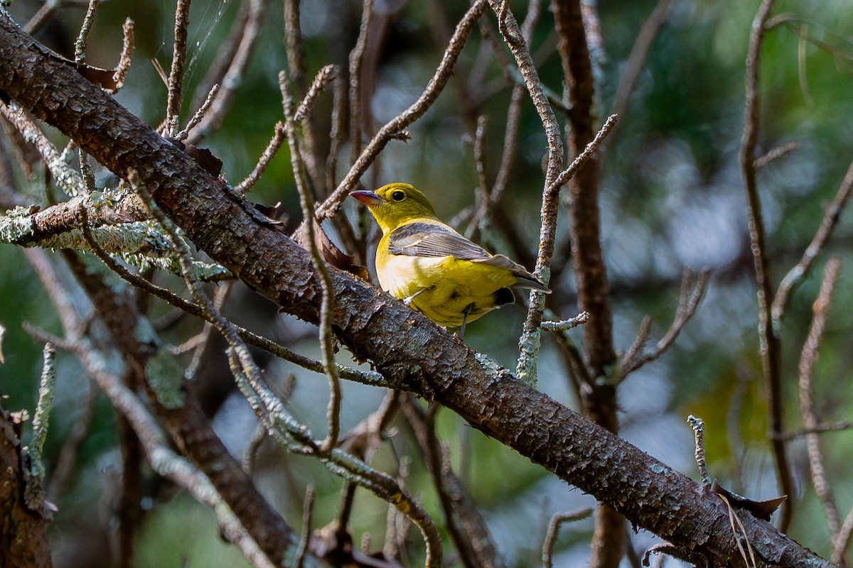 アカフウキンチョウ - ML643062402