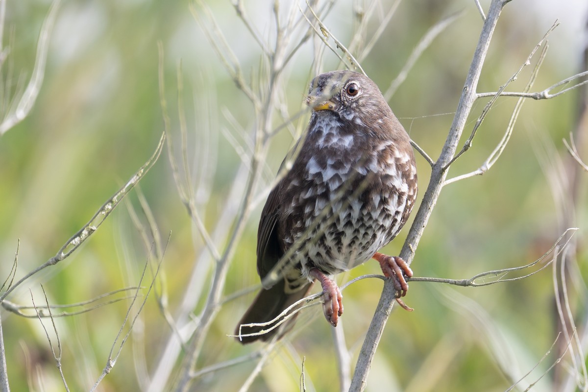 Fox Sparrow - ML643062405