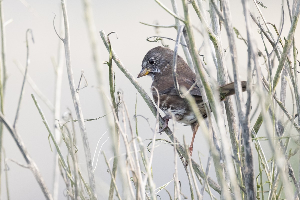 Fox Sparrow - ML643062406