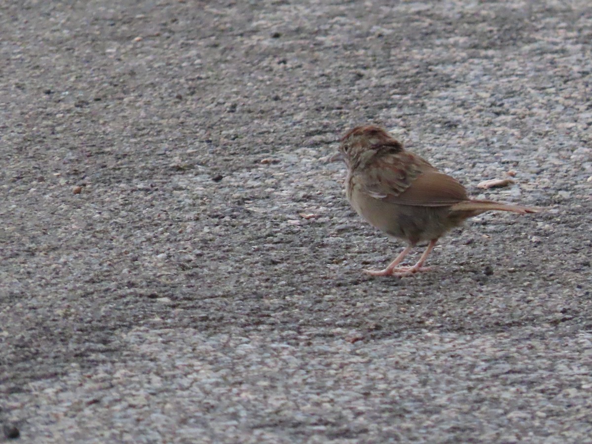 Rufous-crowned Sparrow - ML643062412