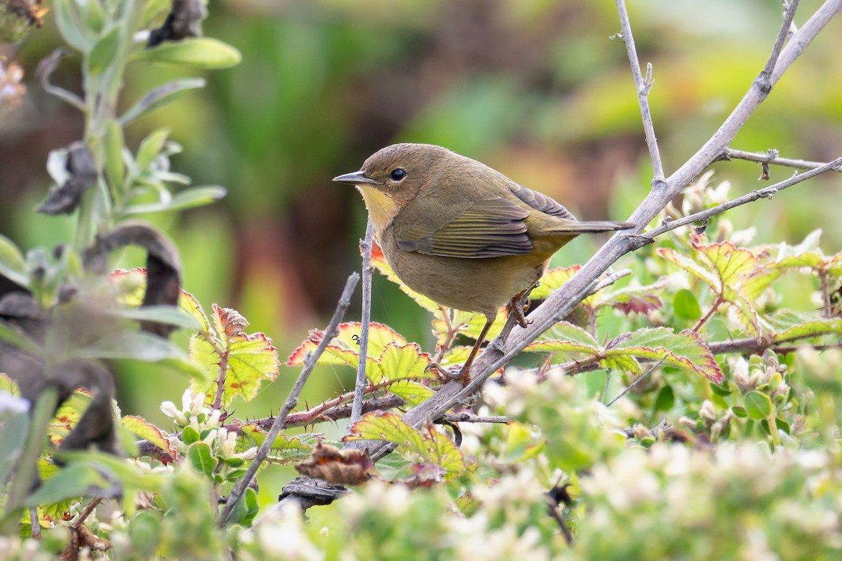 Common Yellowthroat - ML643062414