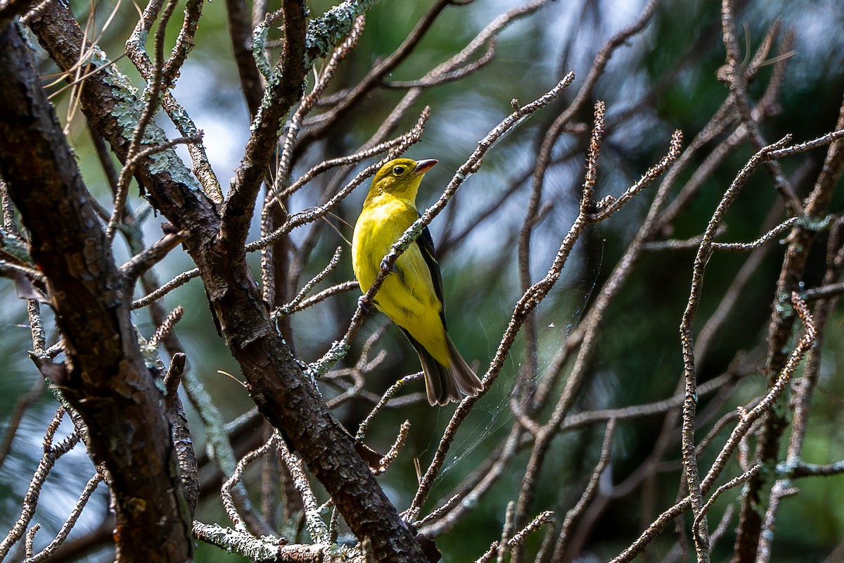 アカフウキンチョウ - ML643062424