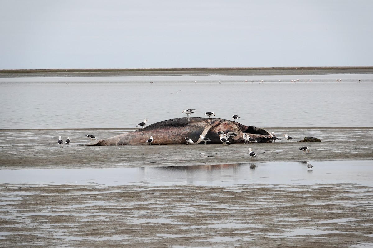 Kelp Gull - ML643062426