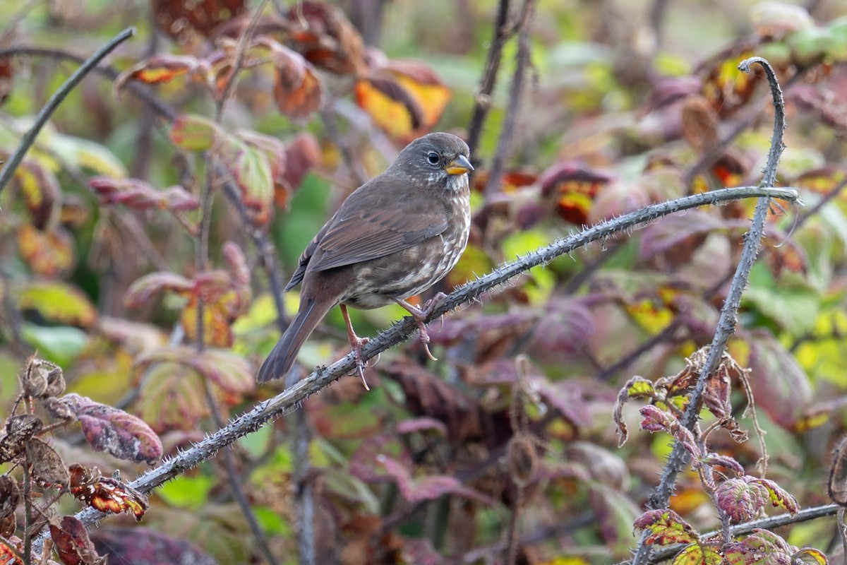 Fox Sparrow - ML643062427