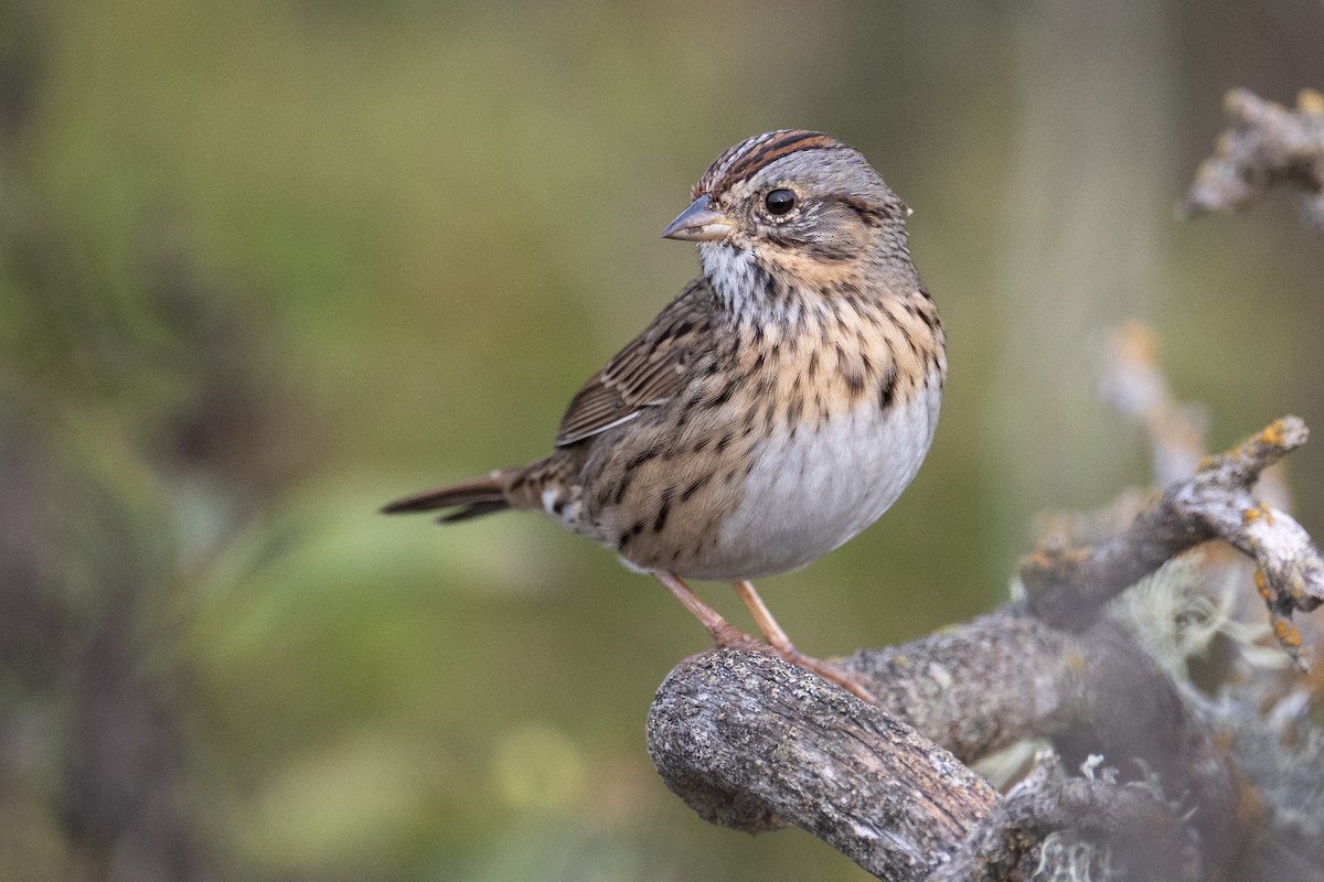 Lincoln's Sparrow - ML643062446