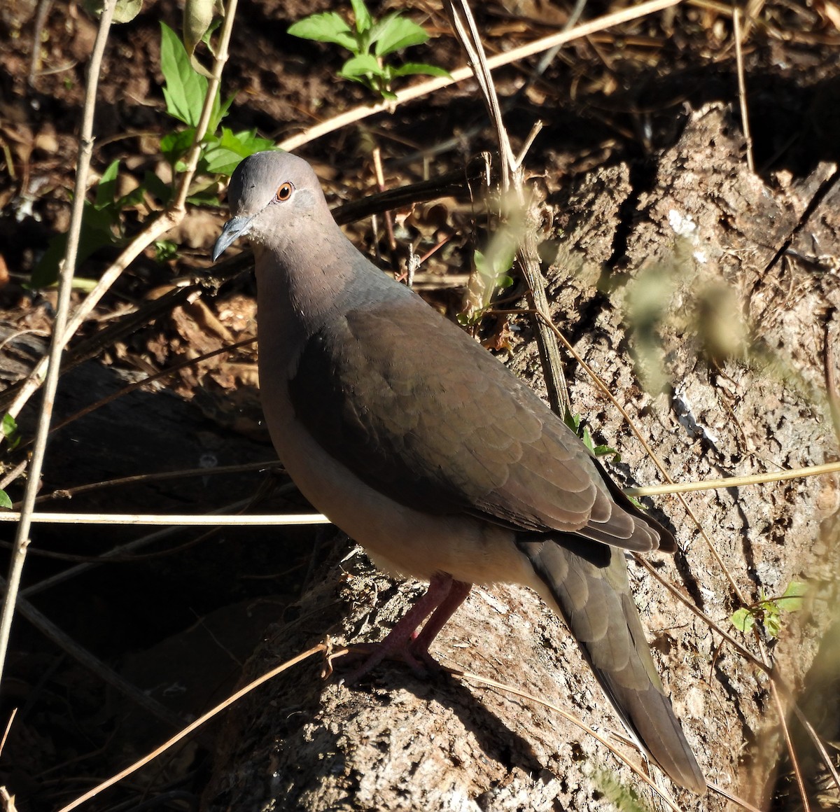 White-tipped Dove - ML643062478