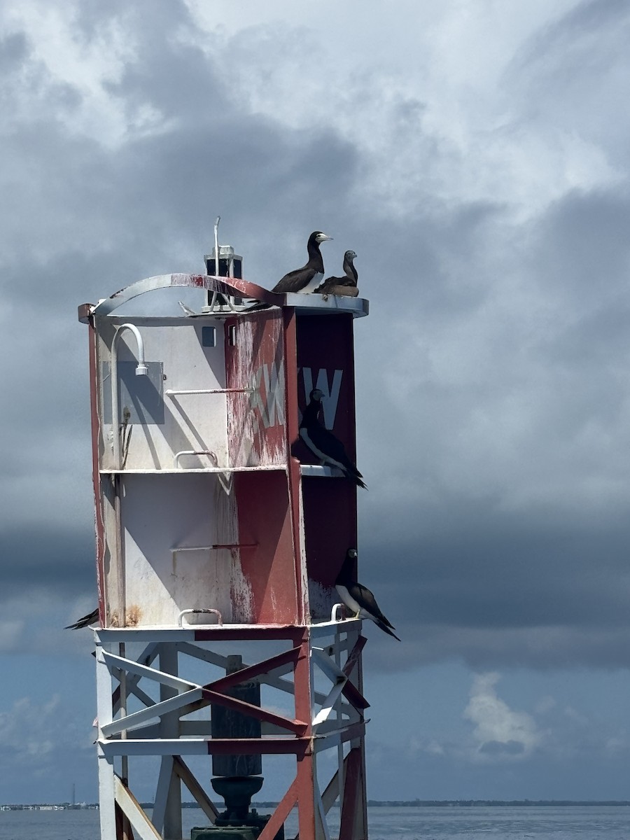 Brown Booby - ML643062491