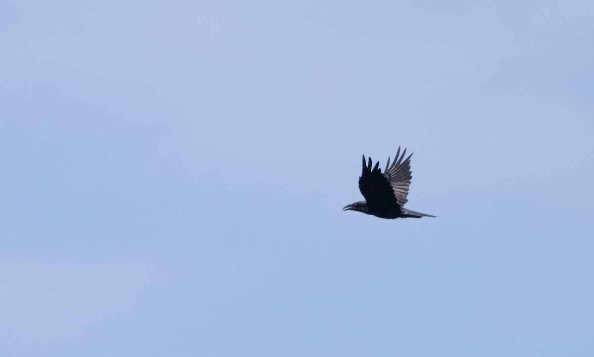 ravn - ML643062503