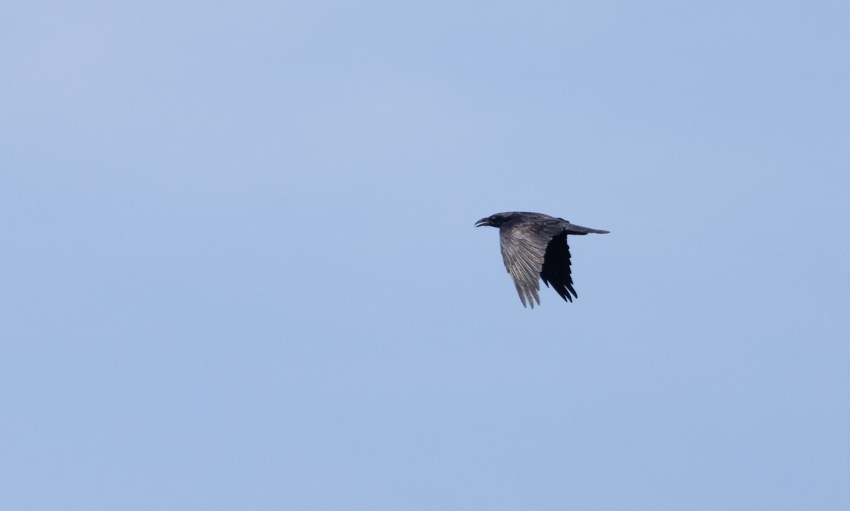 ravn - ML643062504