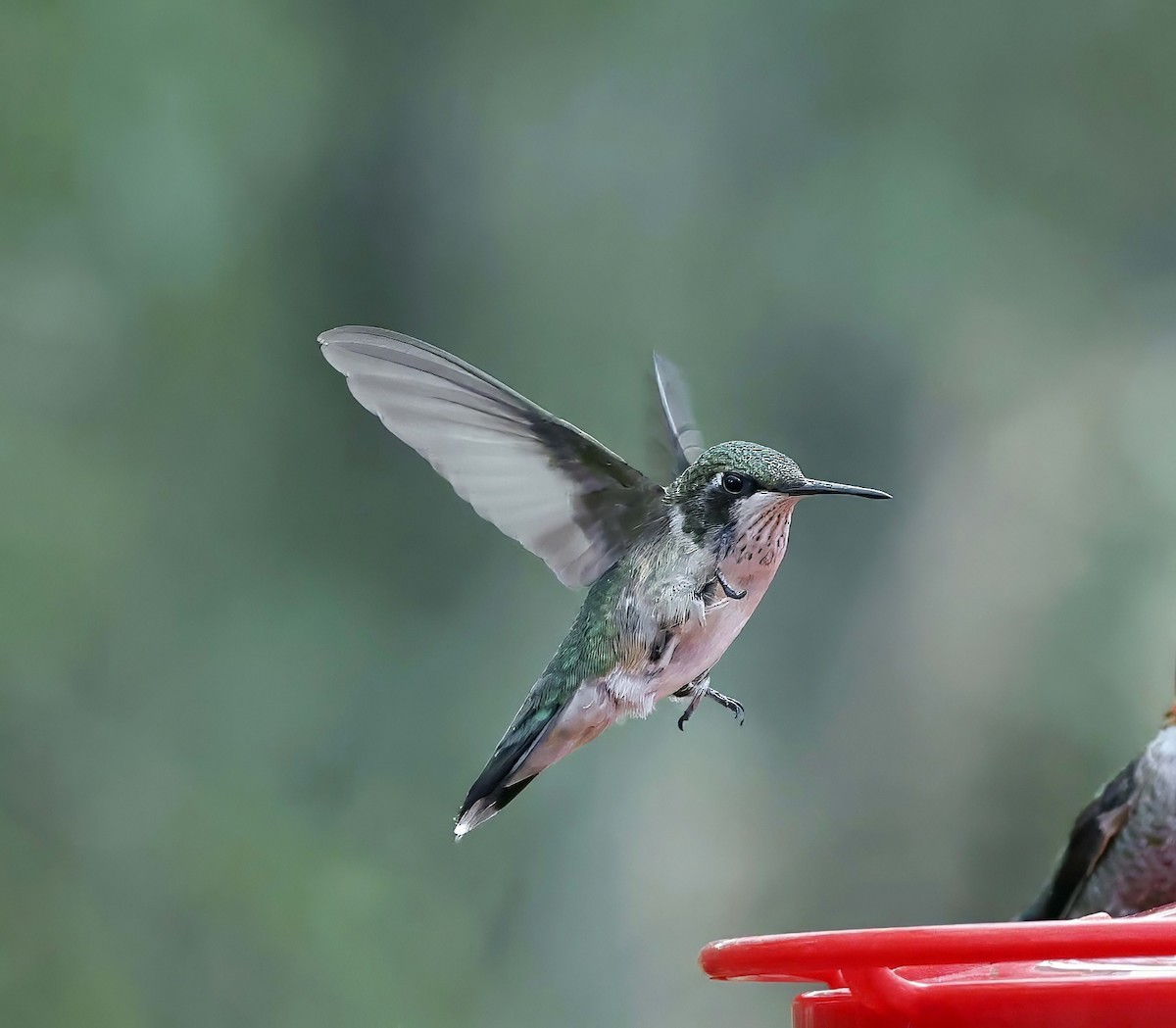 eBird Checklist - 6 Oct 2025 - Ash Canyon Bird Sanctuary (closed ...