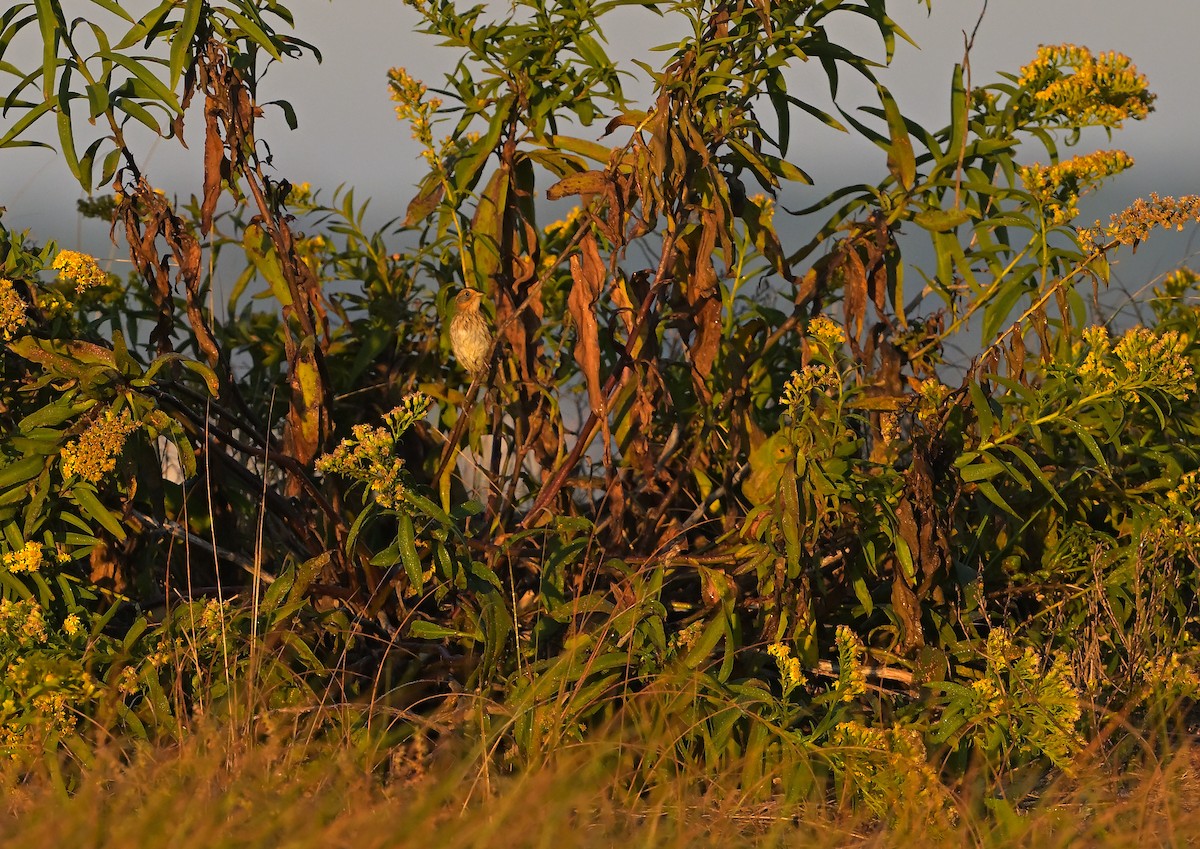 Saltmarsh Sparrow - ML643062538
