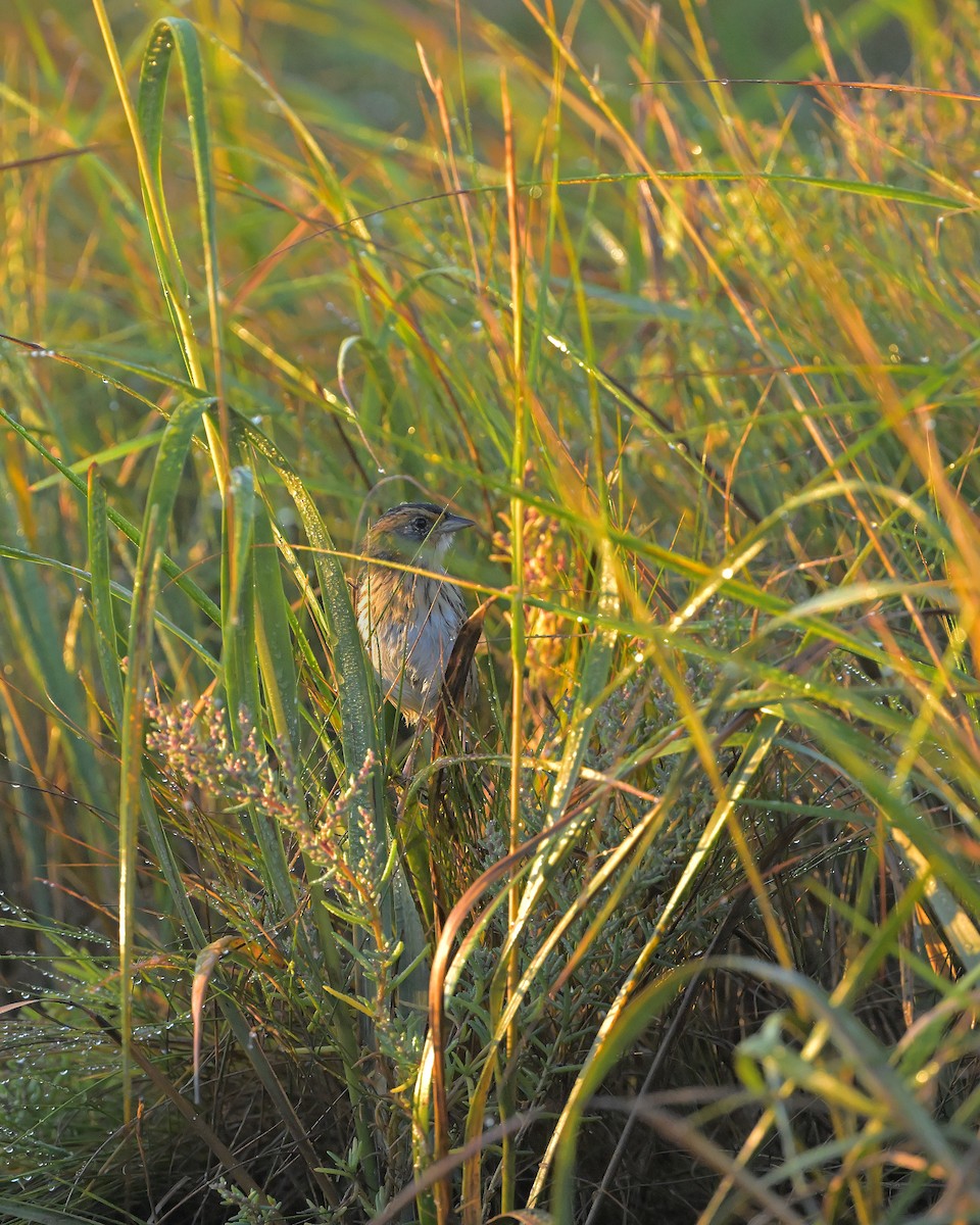 Saltmarsh Sparrow - ML643062539