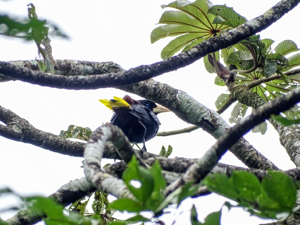 Crested Oropendola - ML643062563