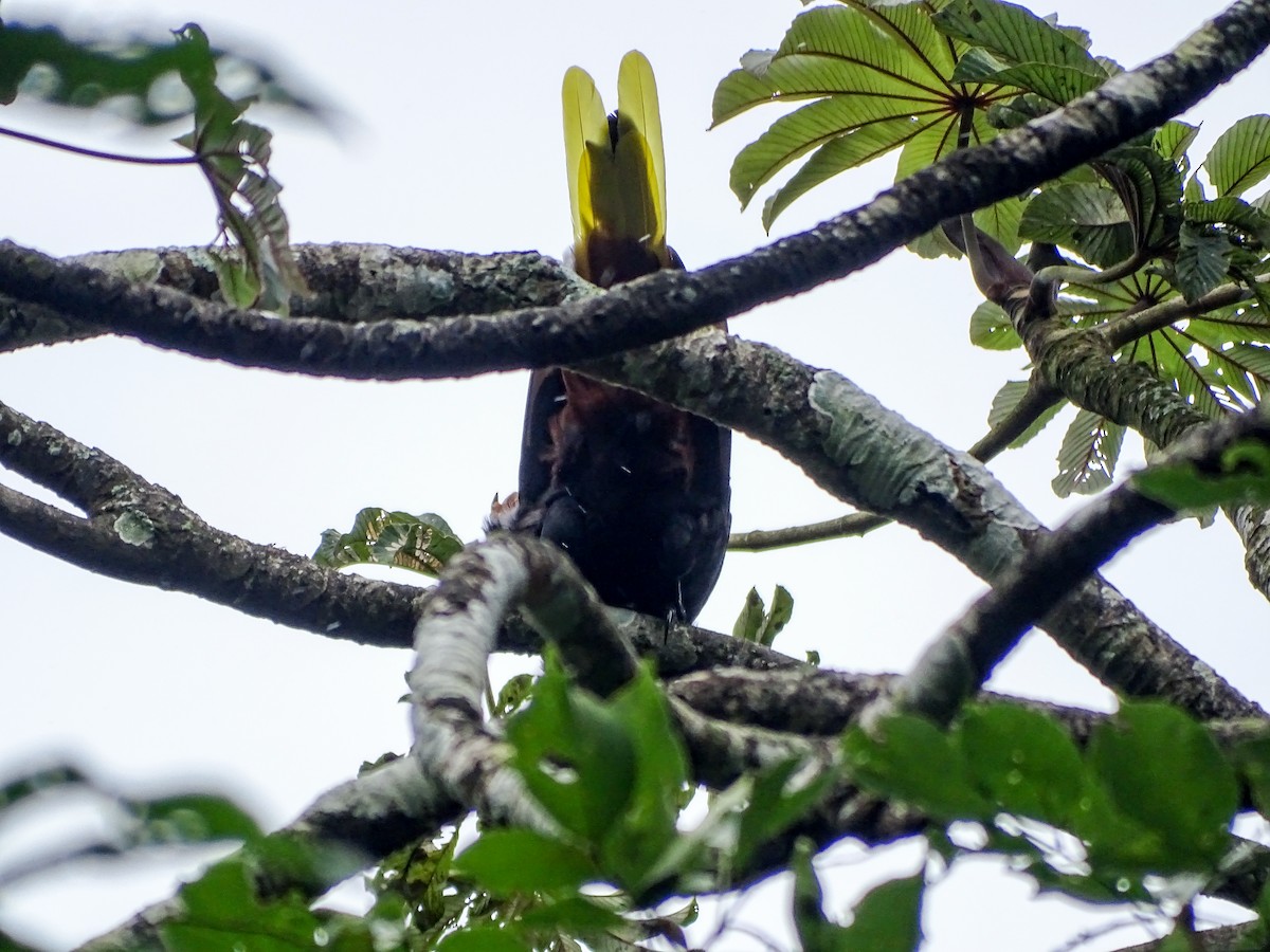 Crested Oropendola - ML643062566