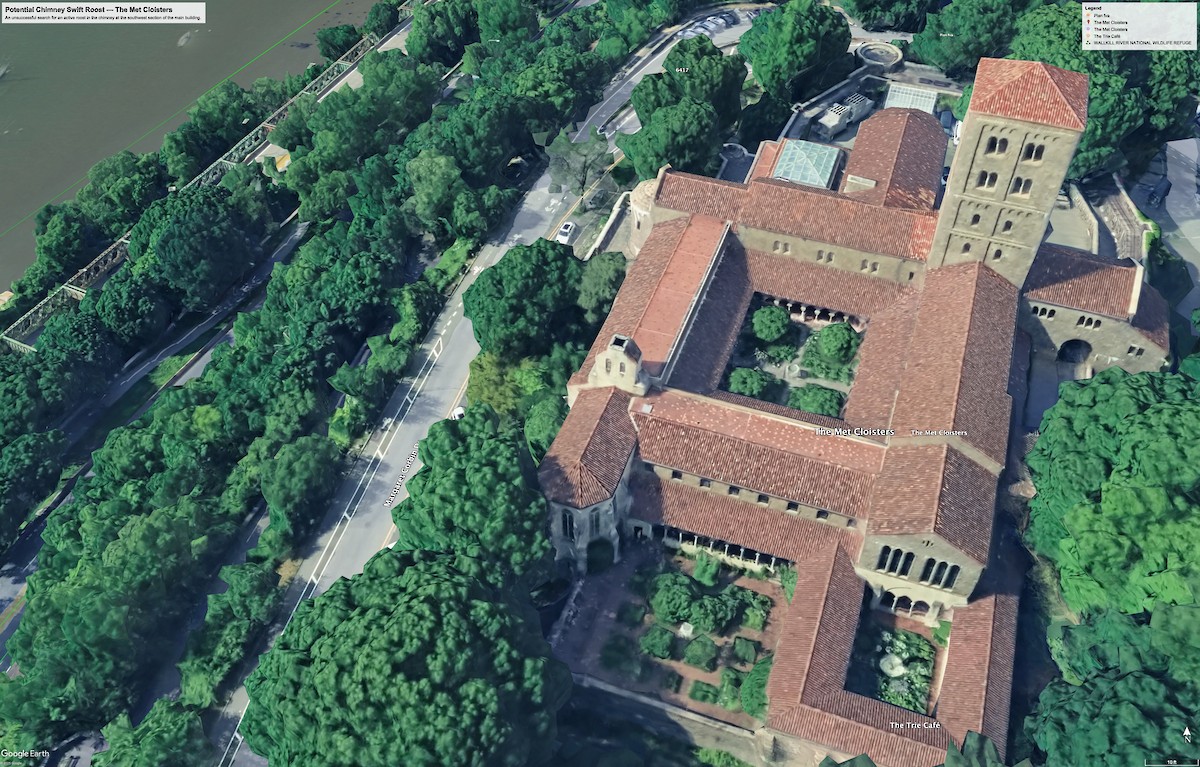 Chimney Swift - ML643062599