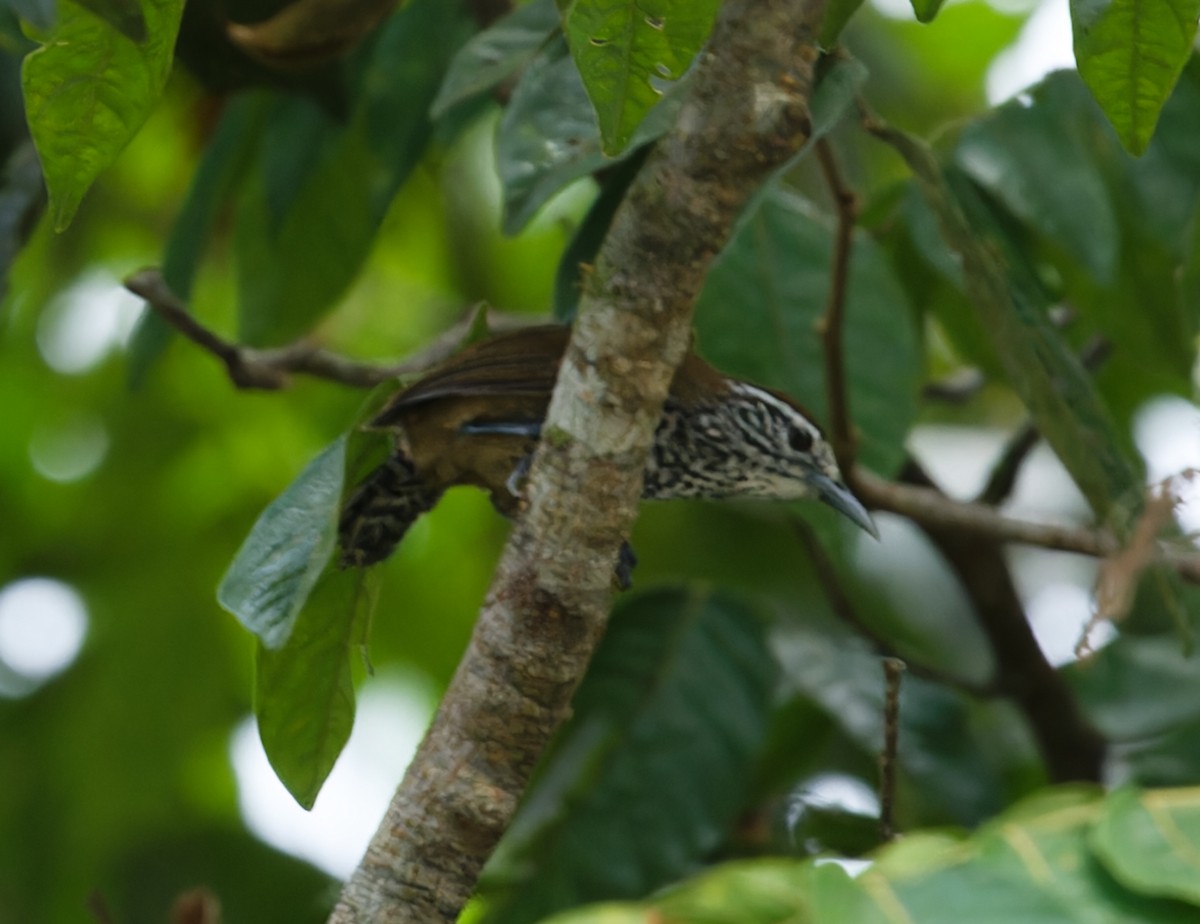 Spot-breasted Wren - ML643062612