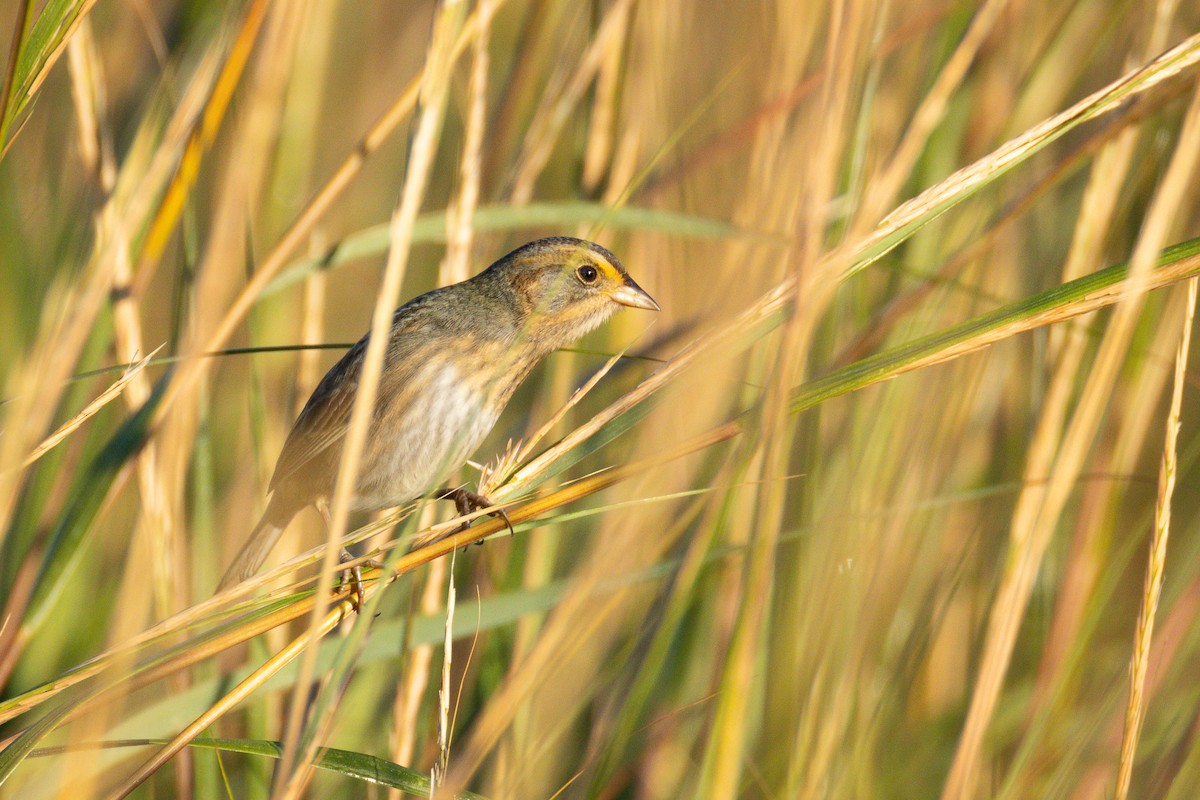 Nelson's Sparrow - ML643062619