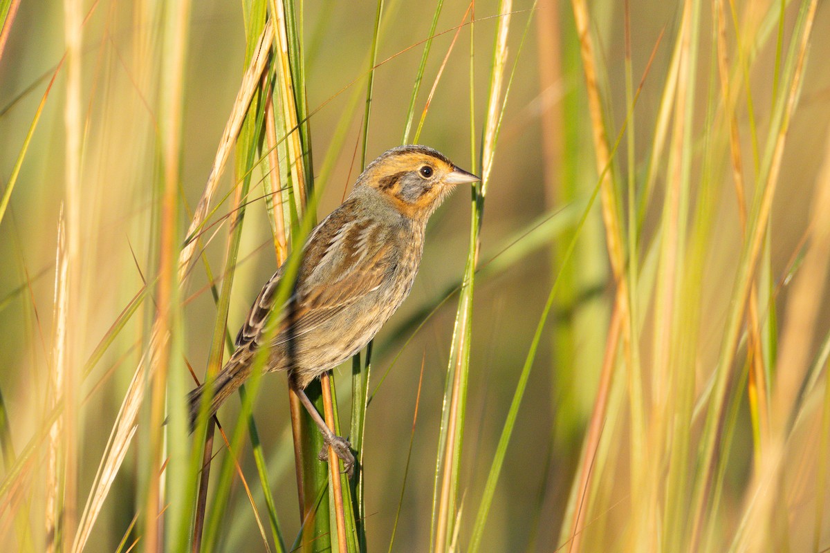 Nelson's Sparrow - ML643062623