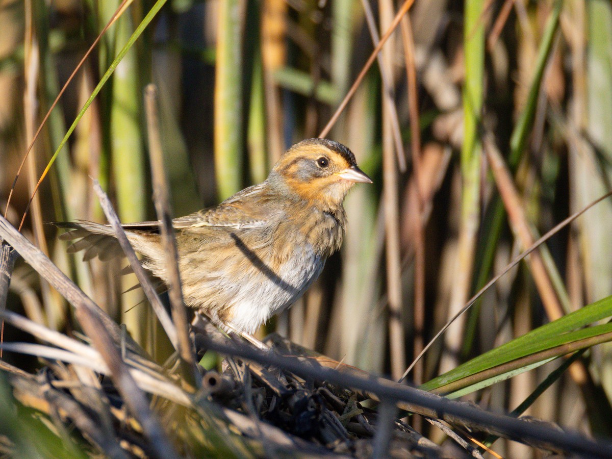 Nelson's Sparrow - ML643062624