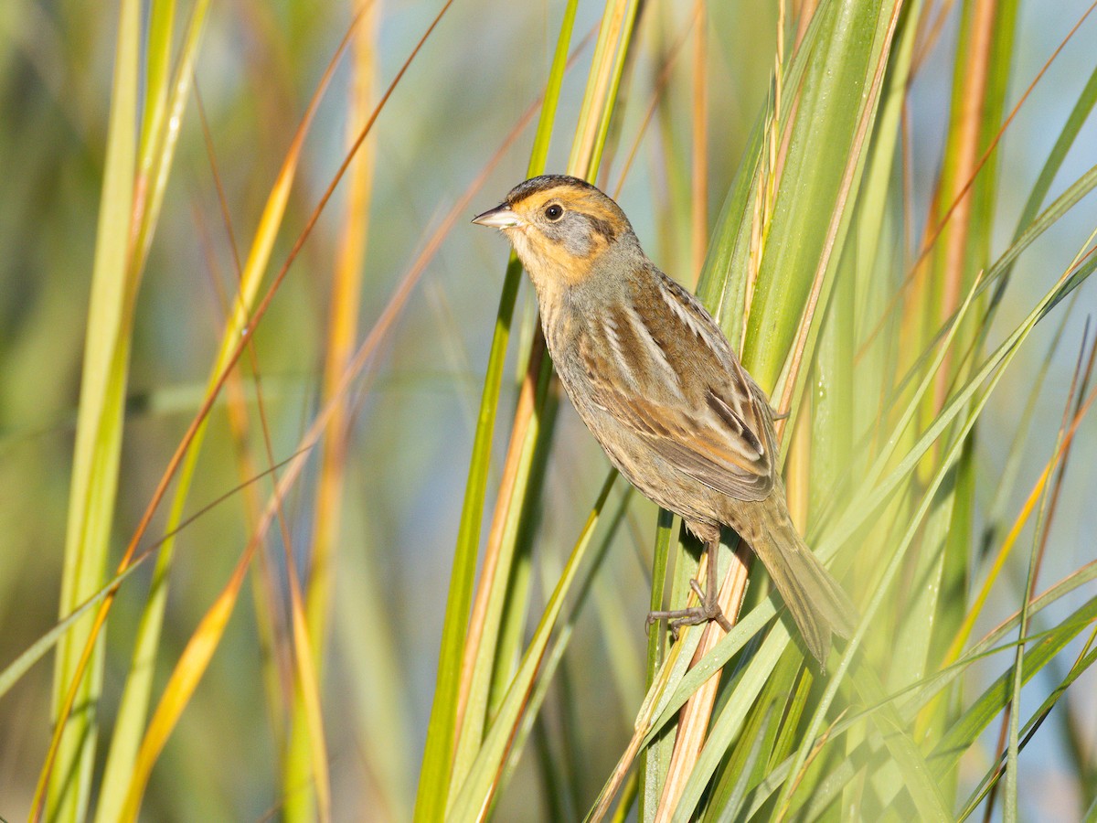 Nelson's Sparrow - ML643062625